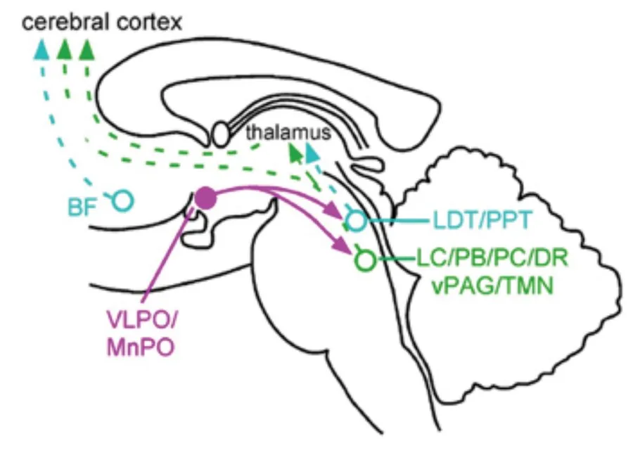 Cerebral Cortex